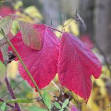 dscn3451
