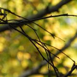 dscn3454