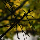 dscn3455
