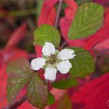 dscn3474