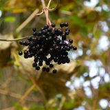 dscn3506