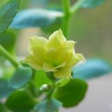 dscn3531