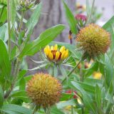 dscn3612