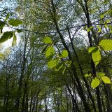Listeczki