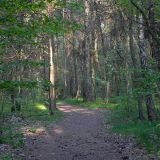 Ścieżka