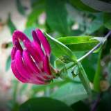 DSCN0352