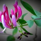 DSCN0379