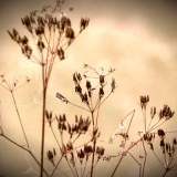 DSCN0549