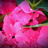 DSCN0818