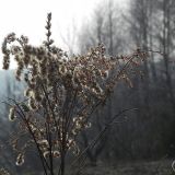 DSCN4231