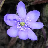 DSCN4316