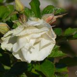 dscn3567