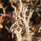 dscn3568