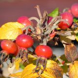 dscn3571