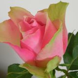 dscn4395