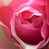 dscn4412