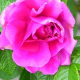 dscn5010