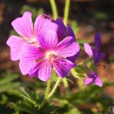 dscn5061
