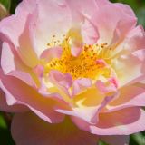 dscn5116